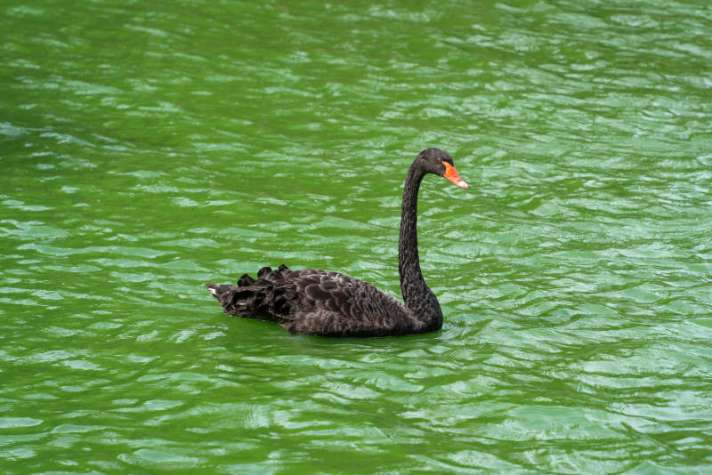 黑天鹅游湖图片