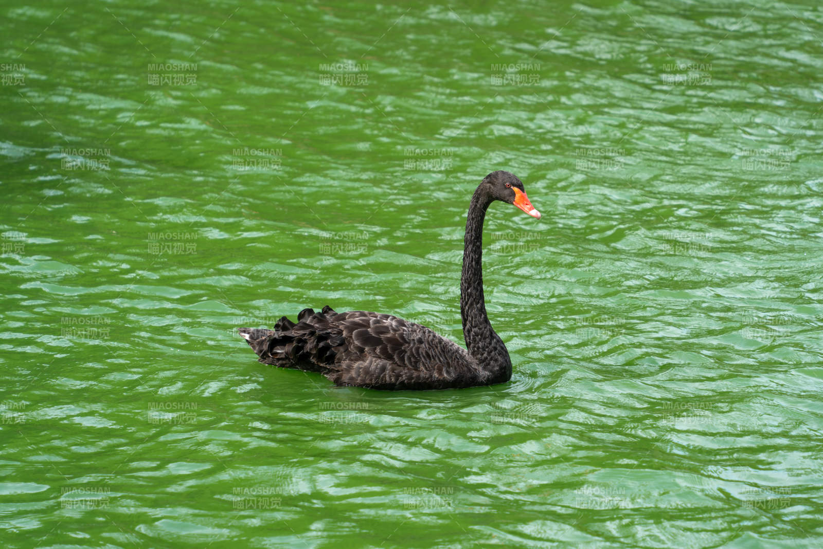 黑天鹅游湖图片