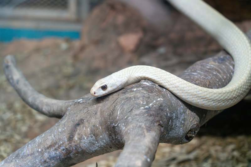 白蛇盘踞树枝图片