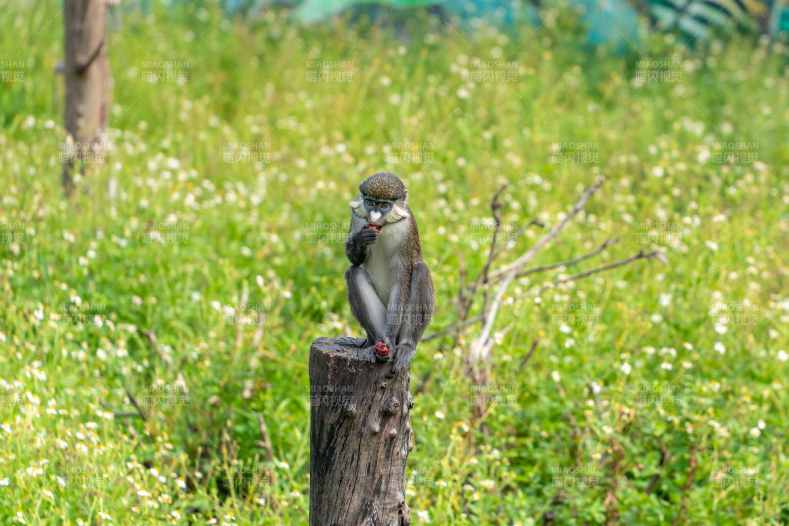 猴子静坐木桩上图片
