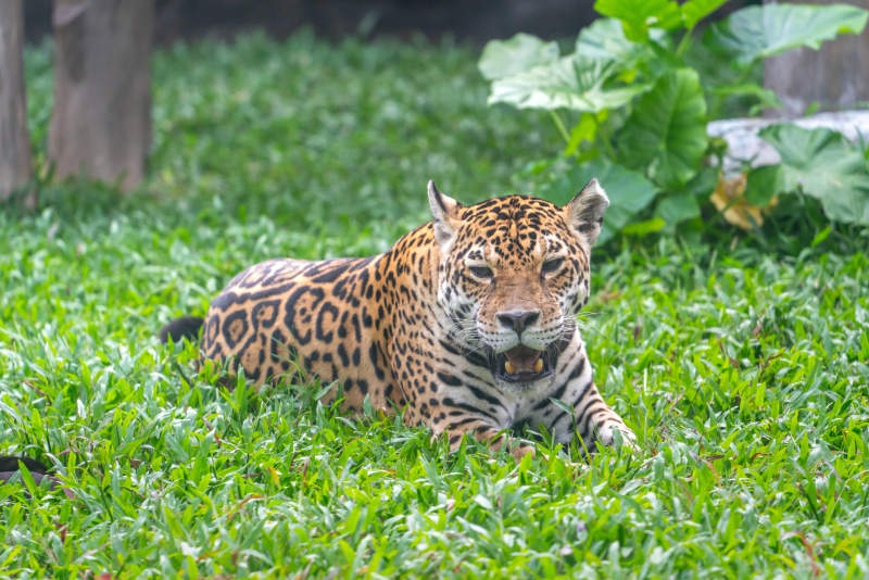 豹卧绿草间图片