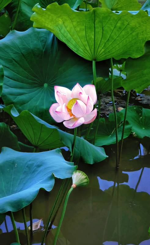 荷花绽放池中图片