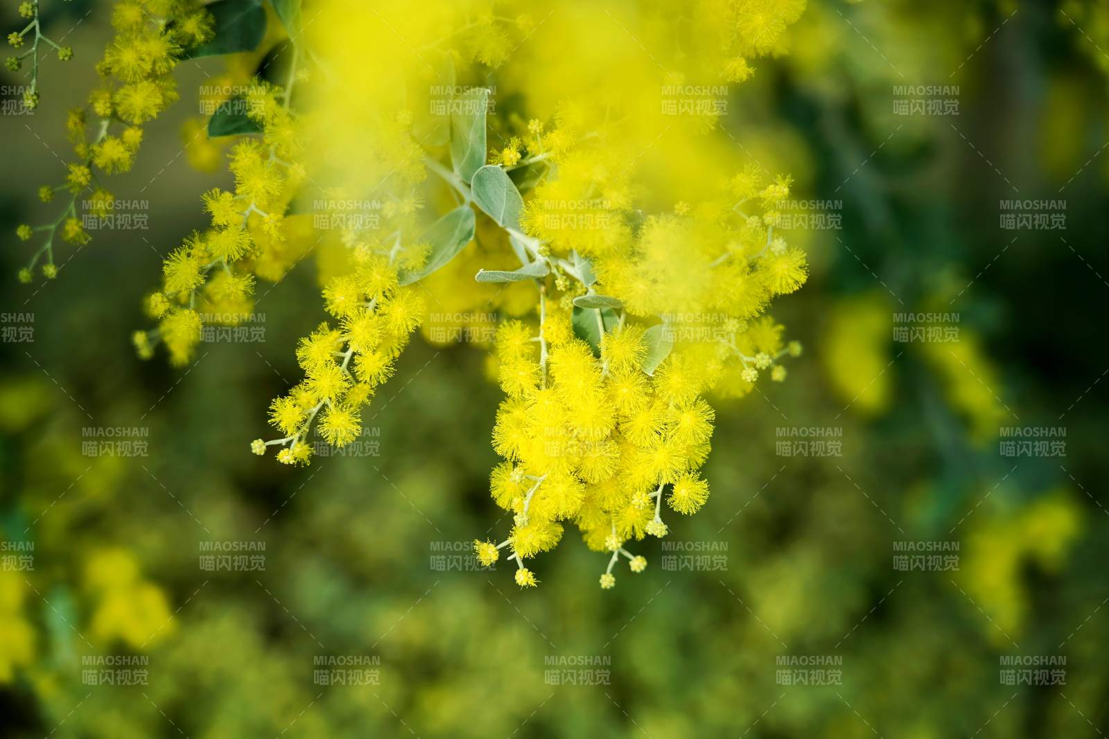 成都金黄花簇绽放图片