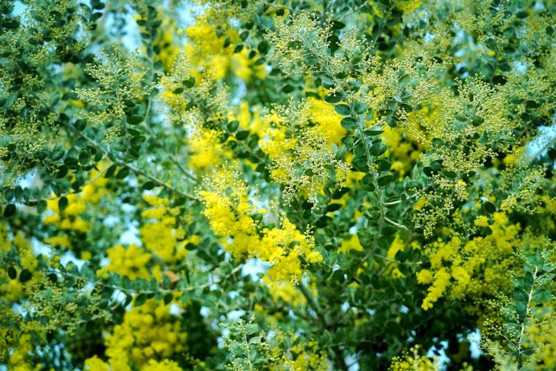 成都金黄花丛绽放图片