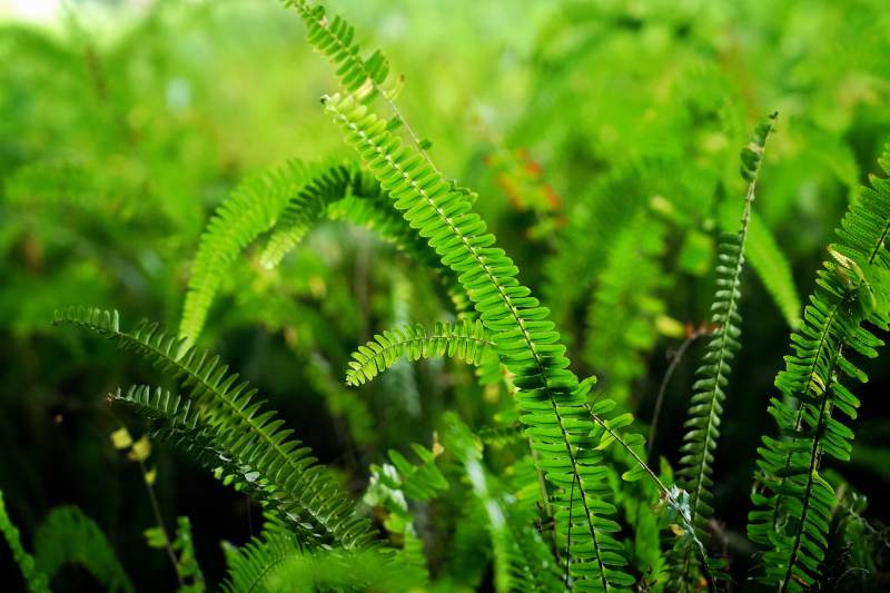 绿意盎然蕨叶丛图片