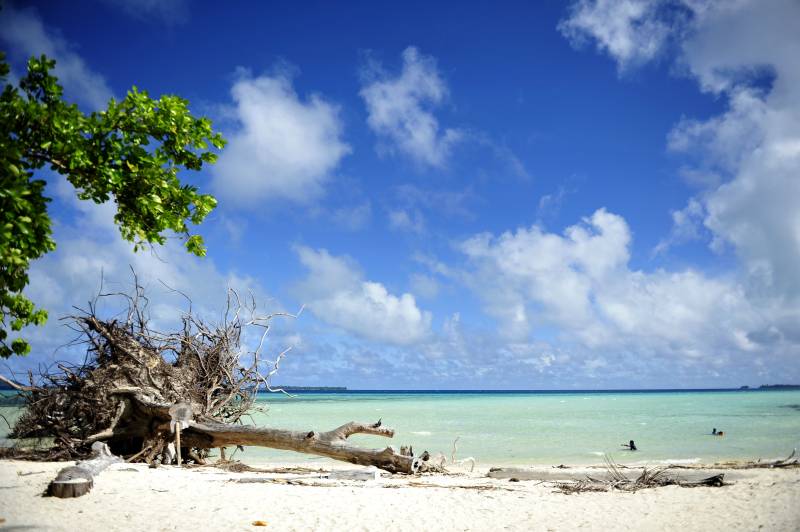 帕劳碧海蓝天沙滩树图片