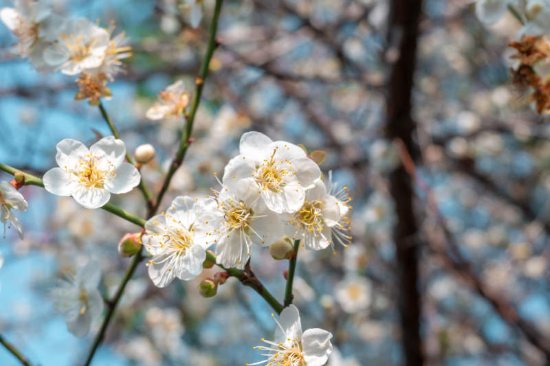 白梅花绽放枝头图片