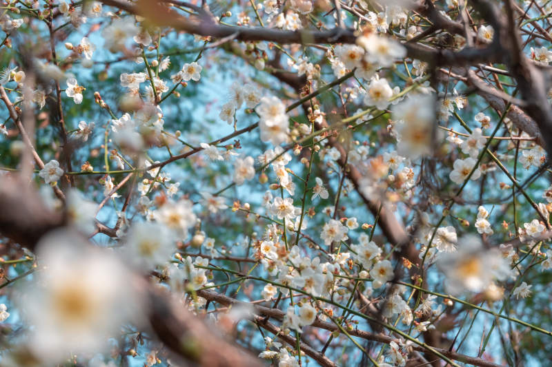白梅花绽放枝头图片