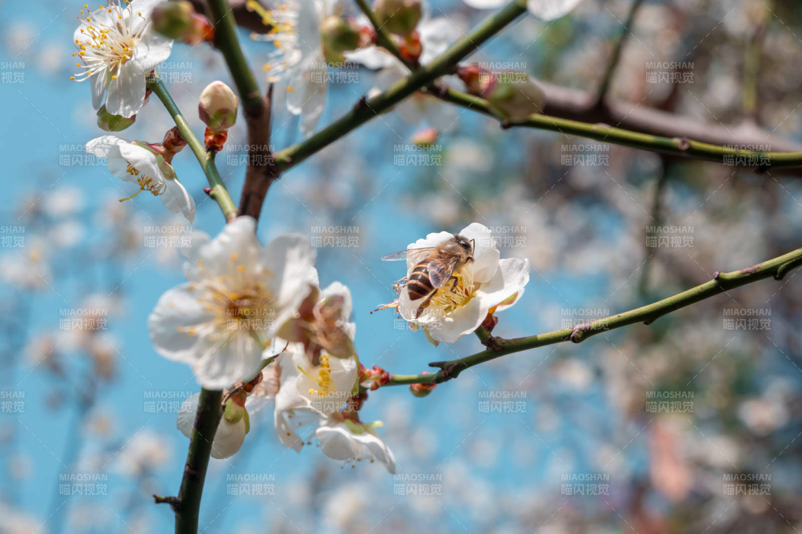 蜜蜂采白梅花图片