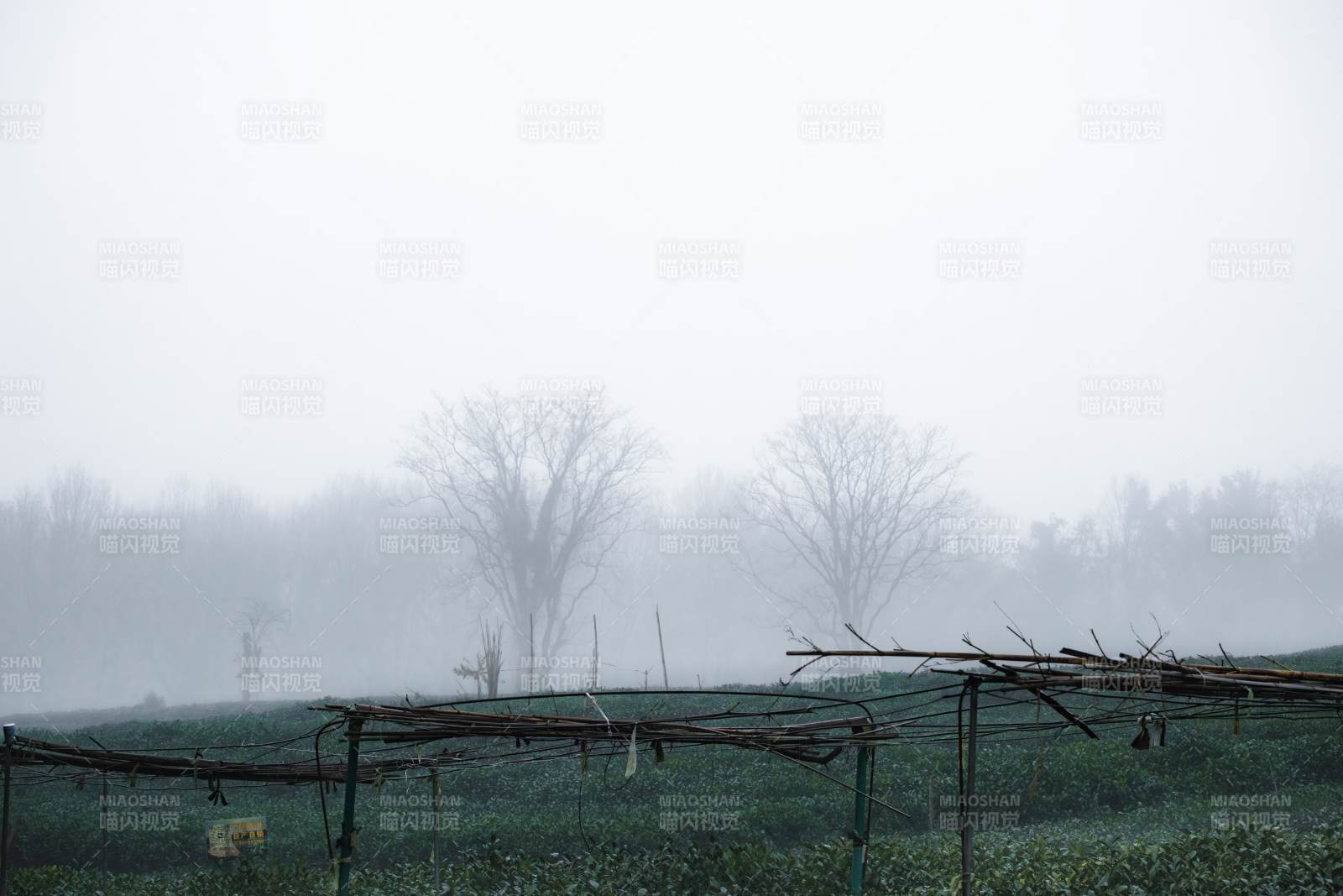 雾中田园静谧景图片