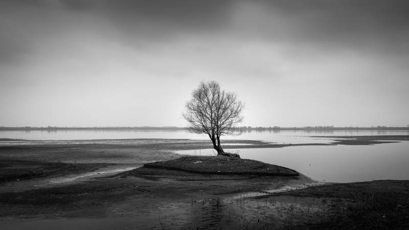 孤树临水芜湖市外龙窝湖图片