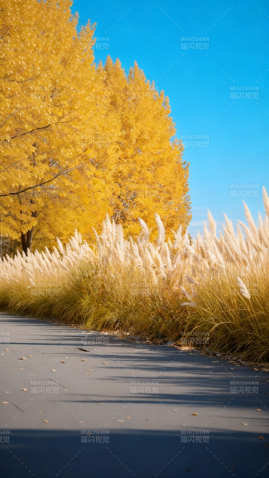 秋日金黄小径图片