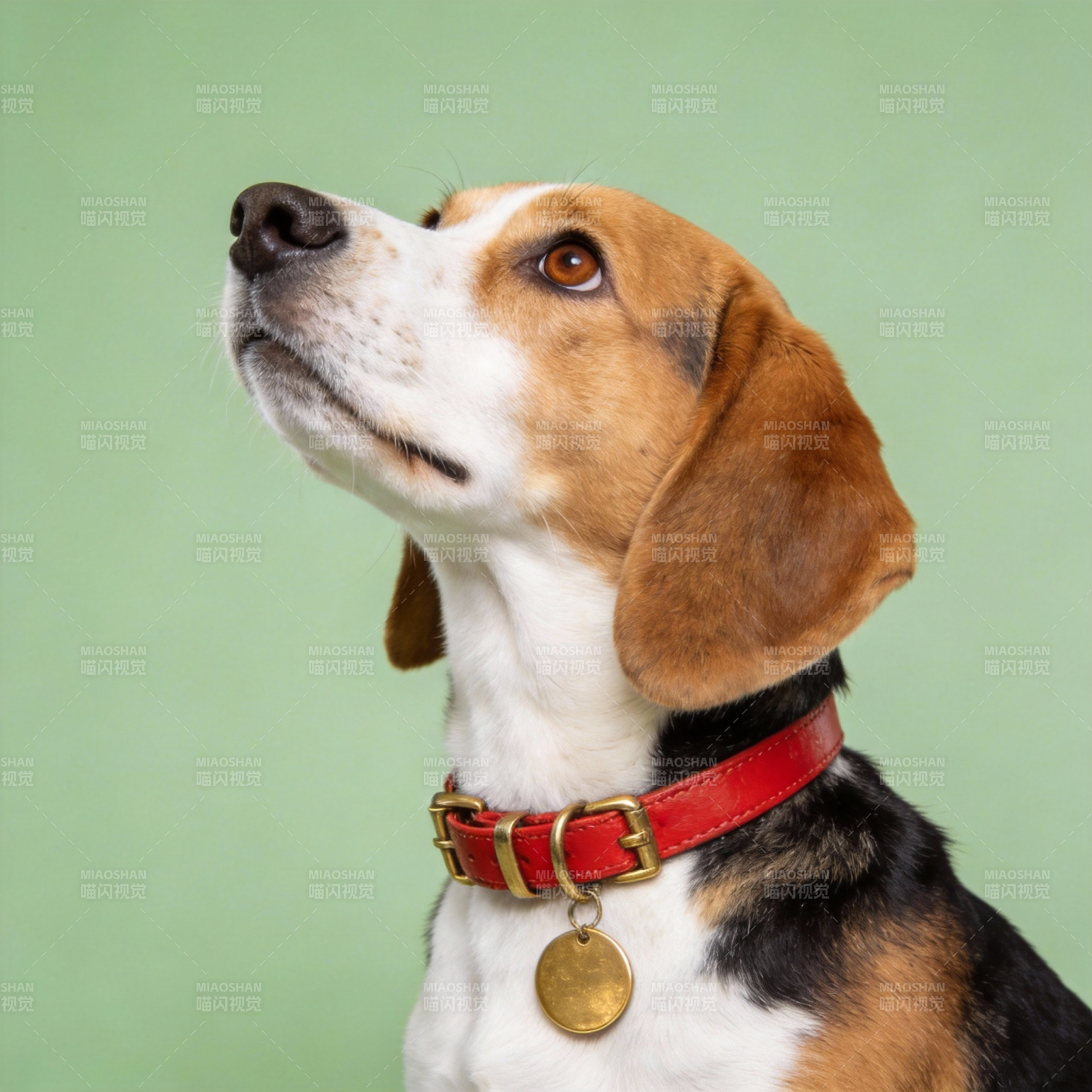 比格犬仰望远方图片