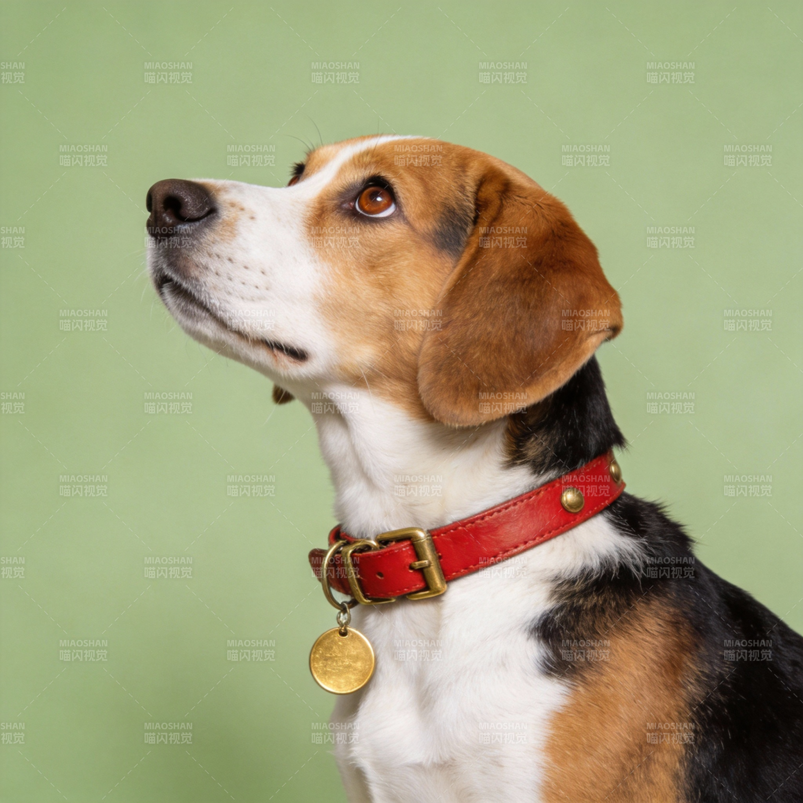 比格犬侧脸特写图片