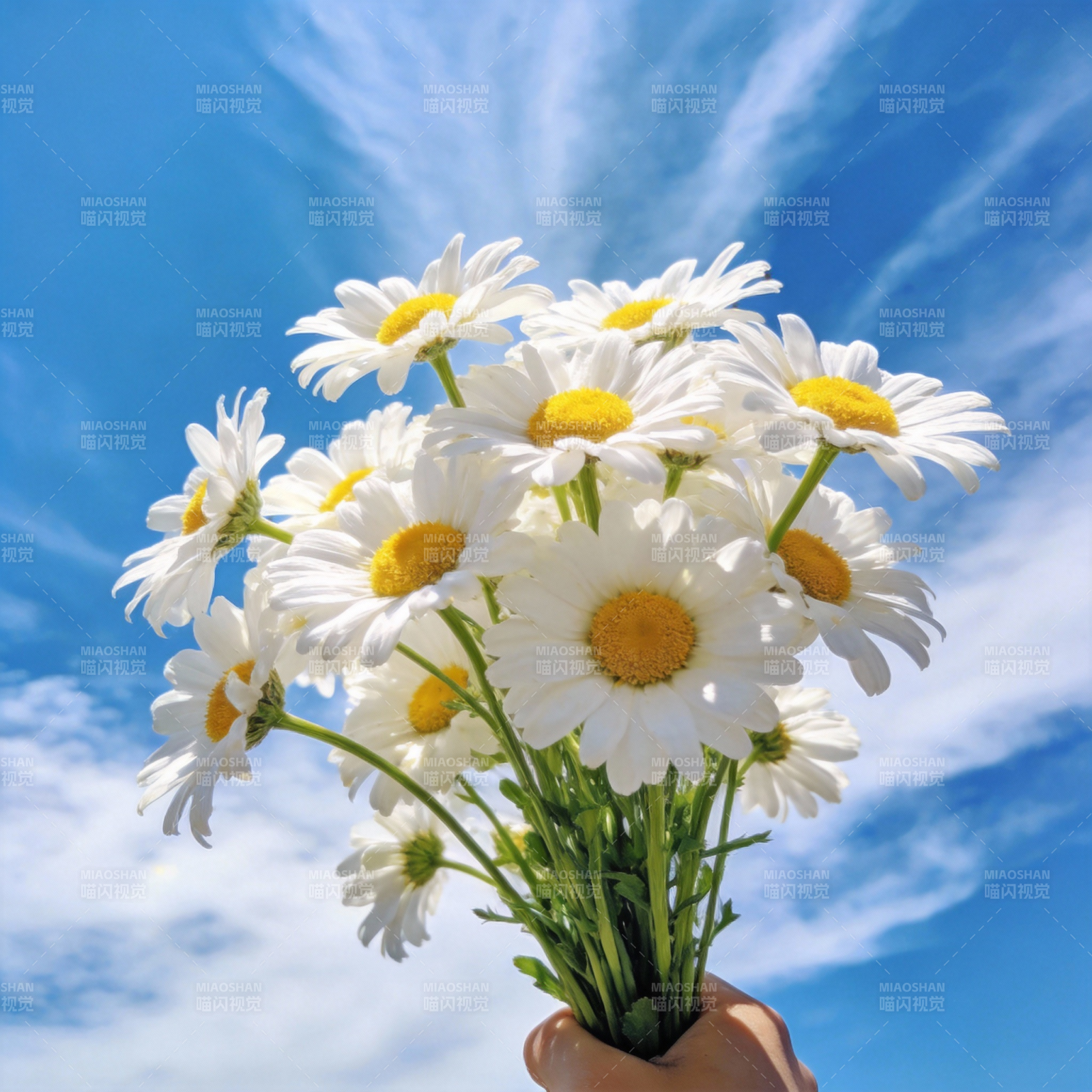 雏菊迎风绽放图片