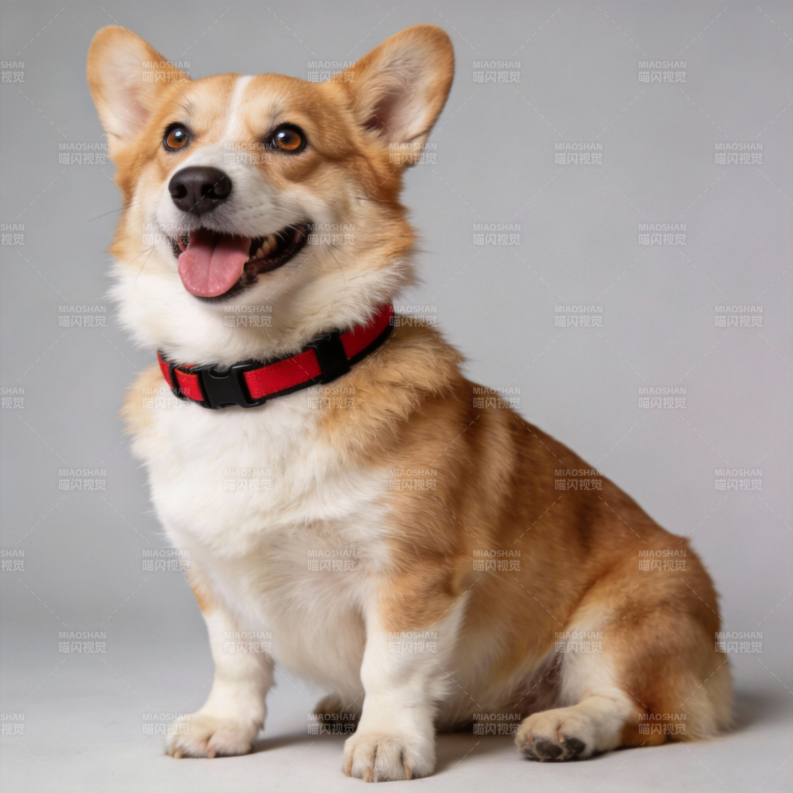 柯基犬微笑坐姿图片