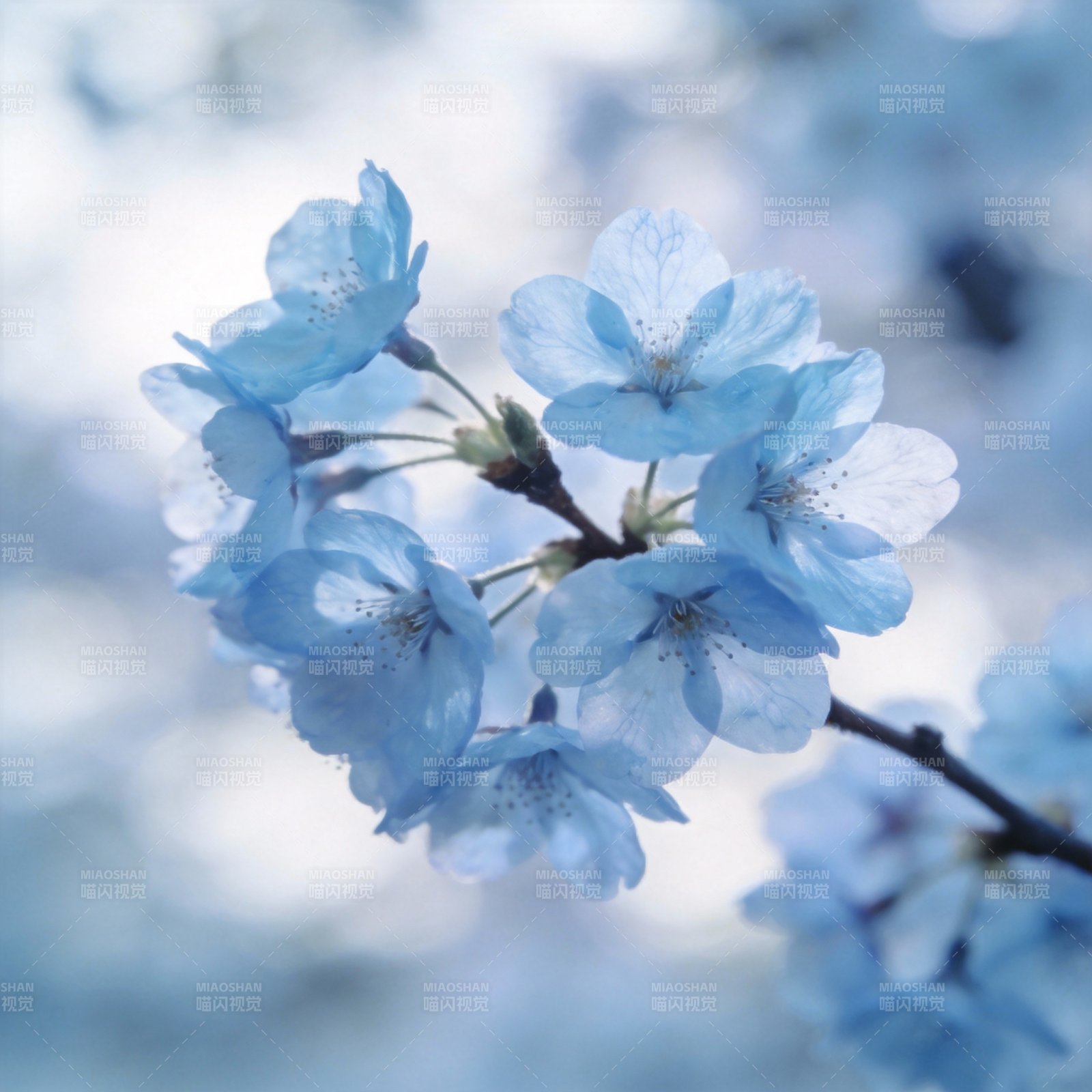 蓝樱绽放图片