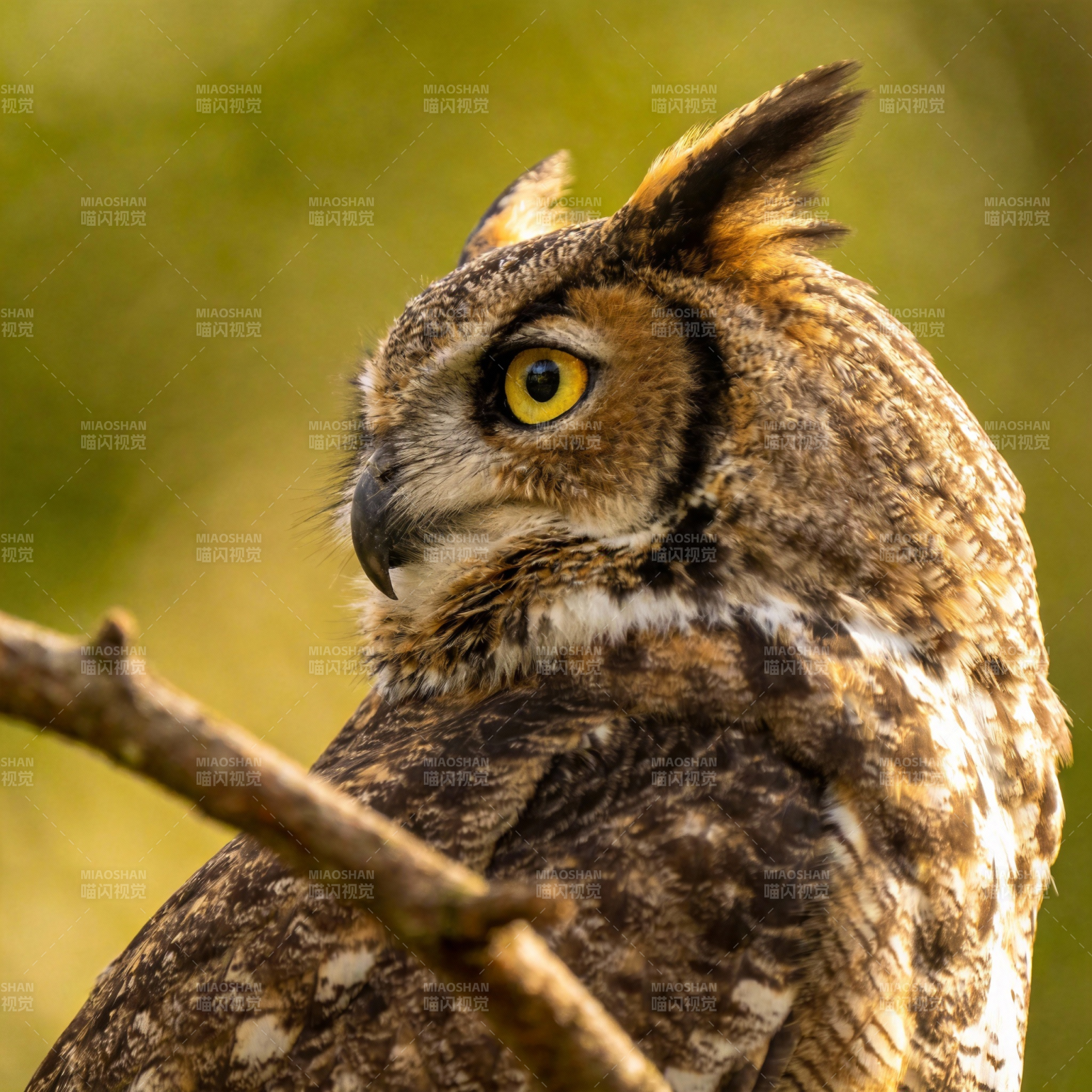 猫头鹰凝视图片