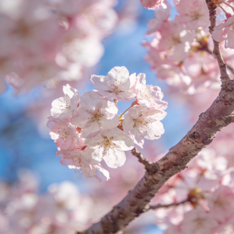 樱花绽放春意浓图片