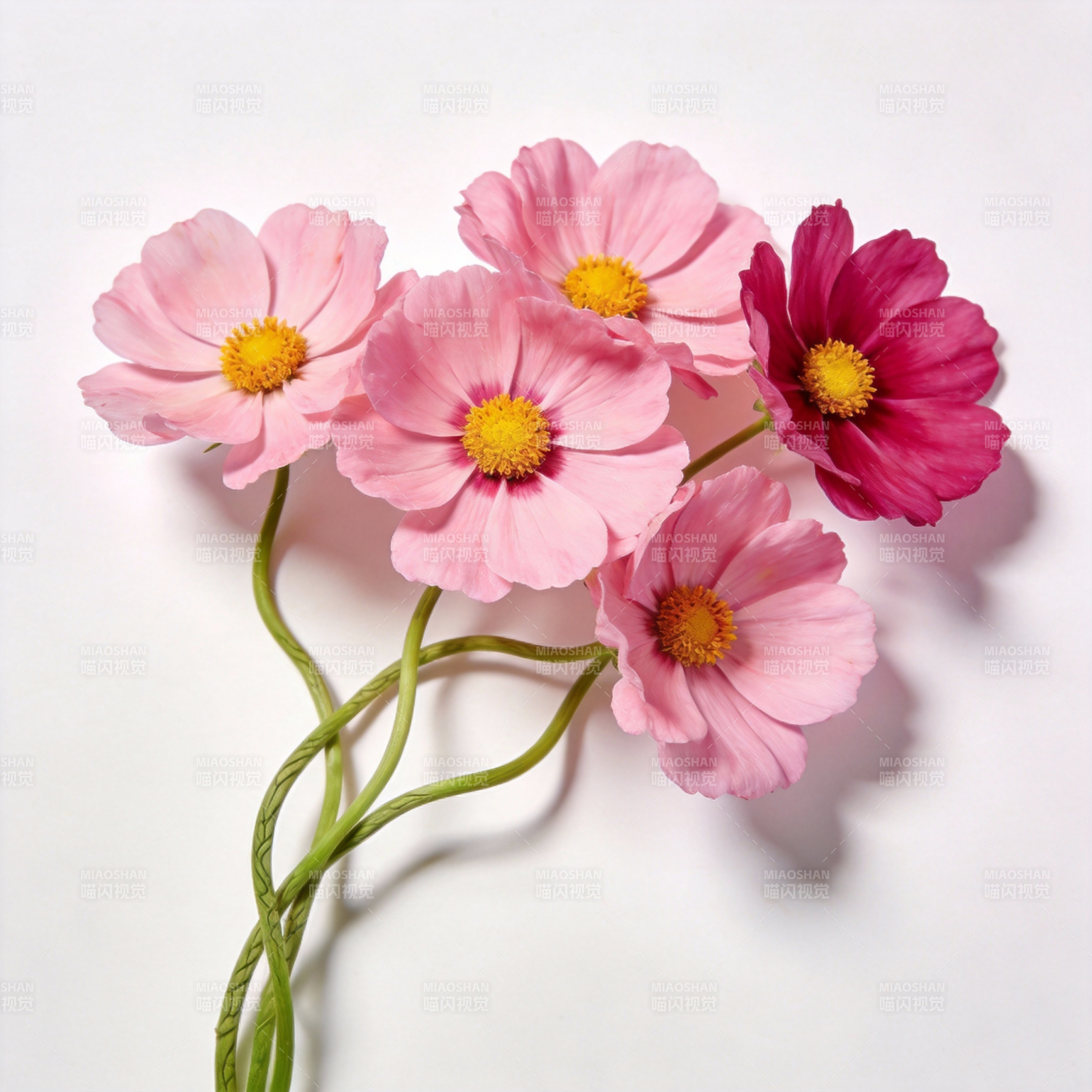 粉红花束静谧绽放图片