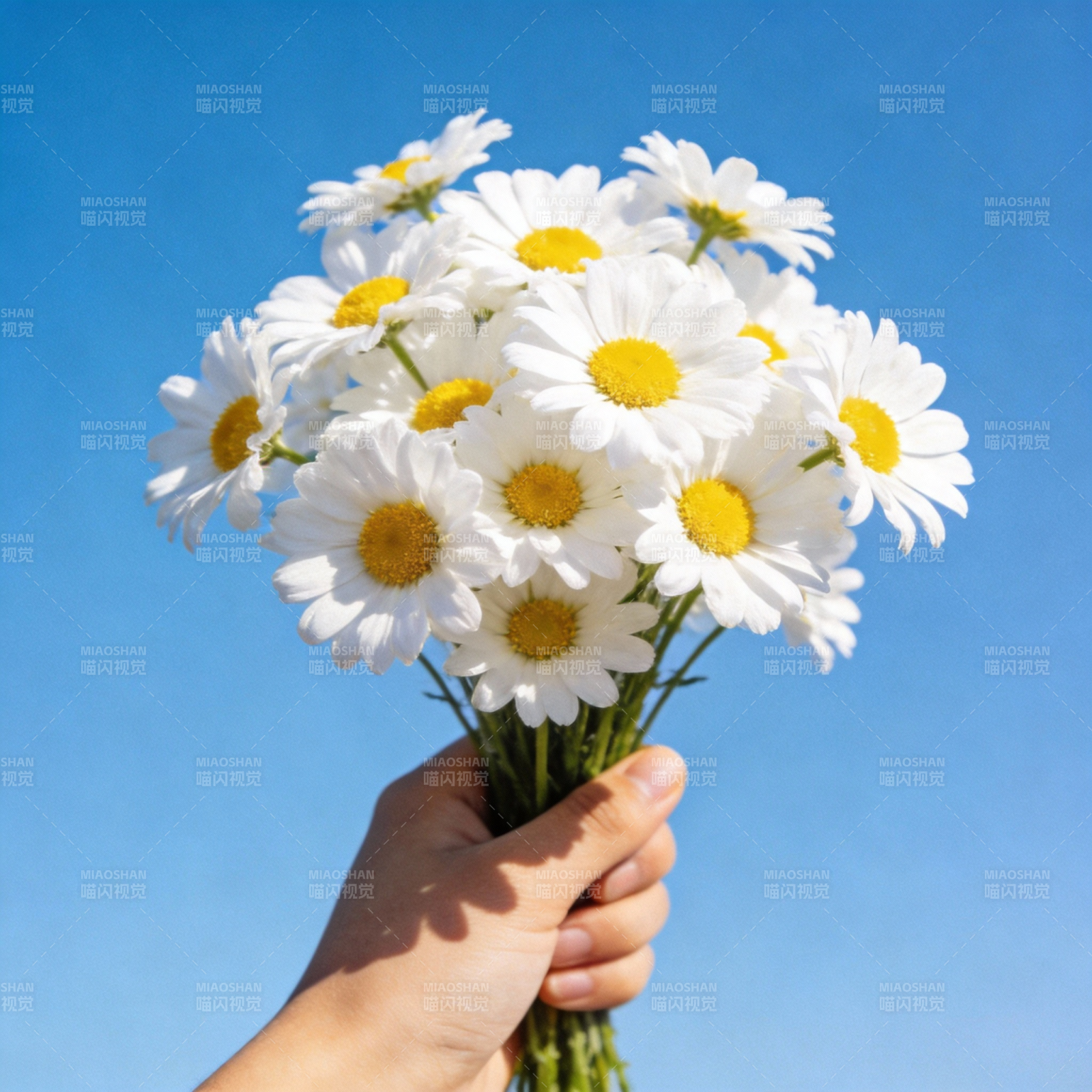 手捧雏菊迎蓝天图片