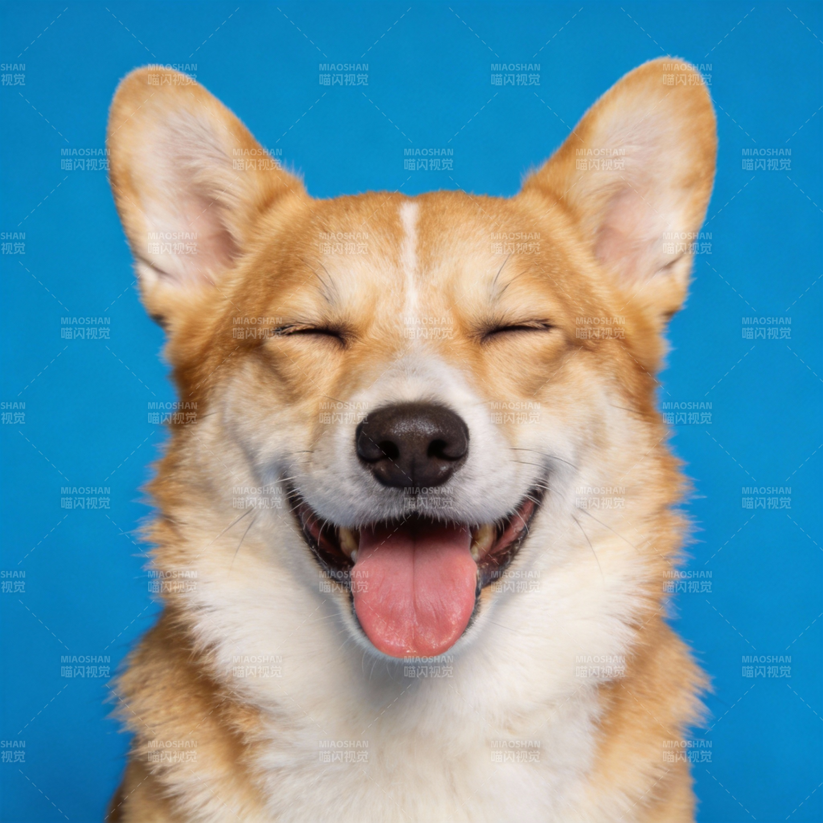 笑眯眯的柯基犬图片