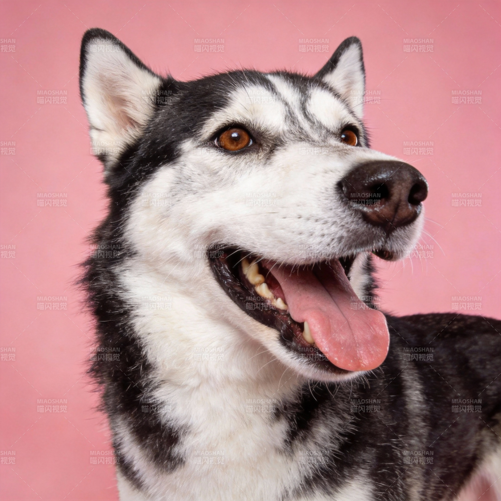 哈士奇微笑瞬间图片