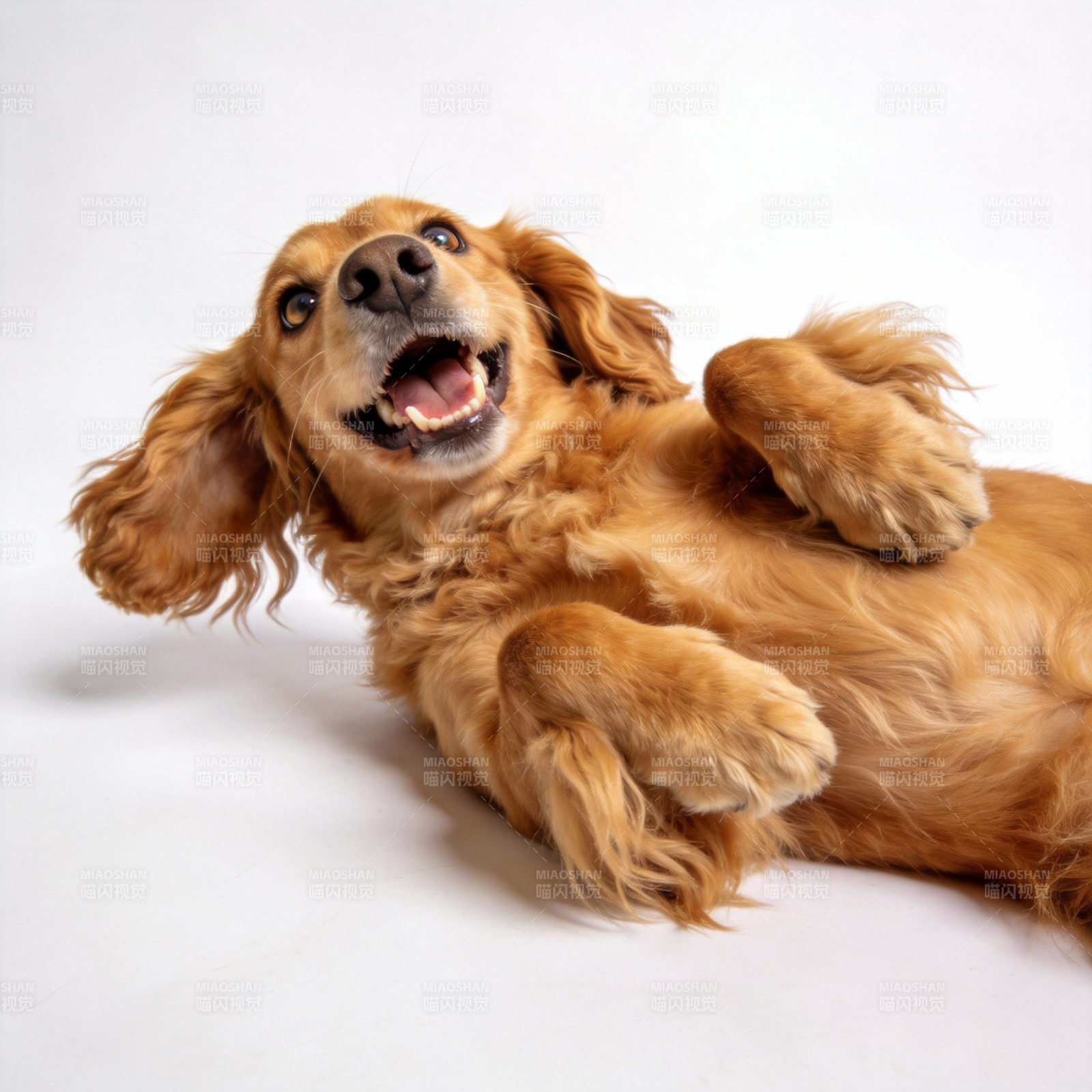 狗狗开心躺卧图片