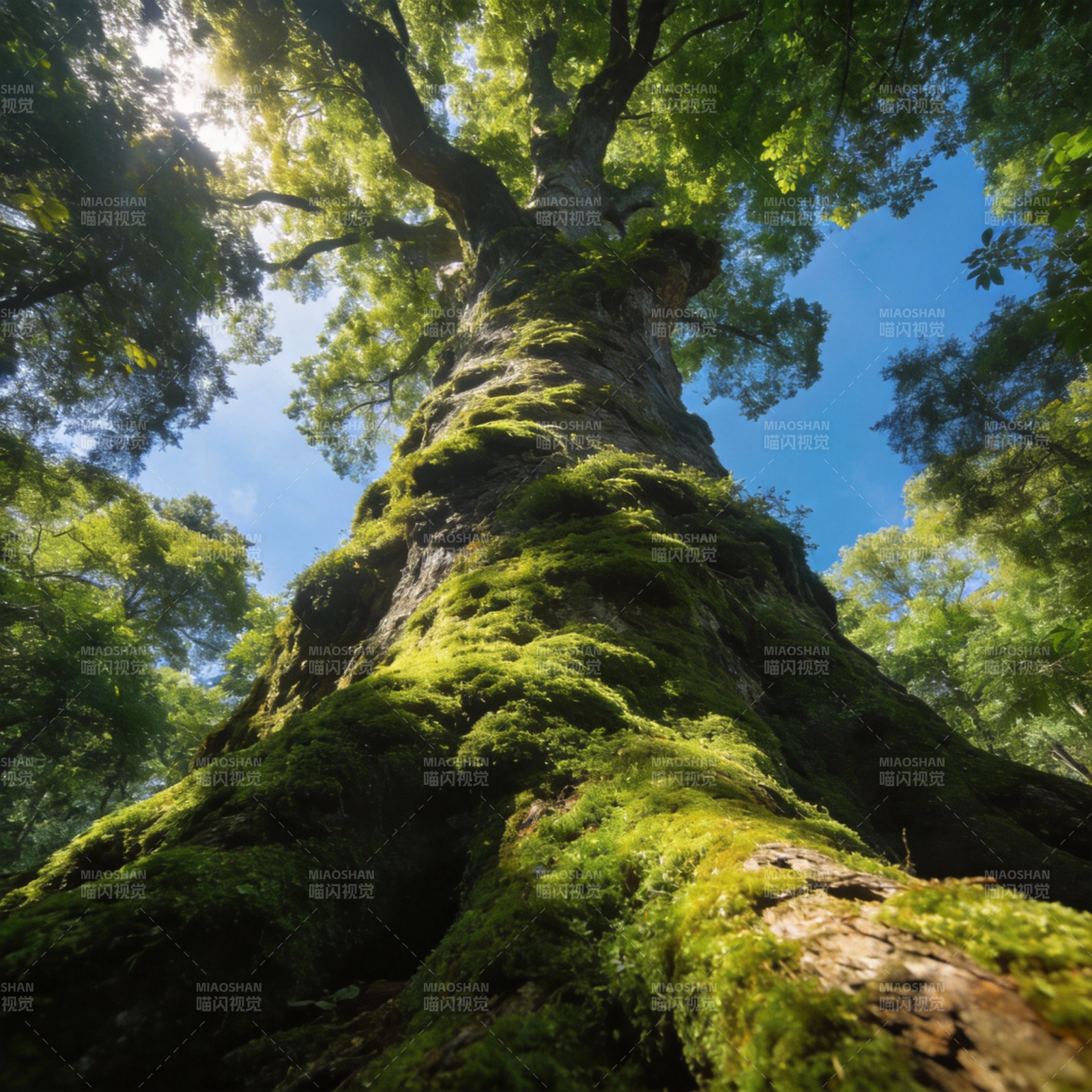古树参天 绿意盎然图片