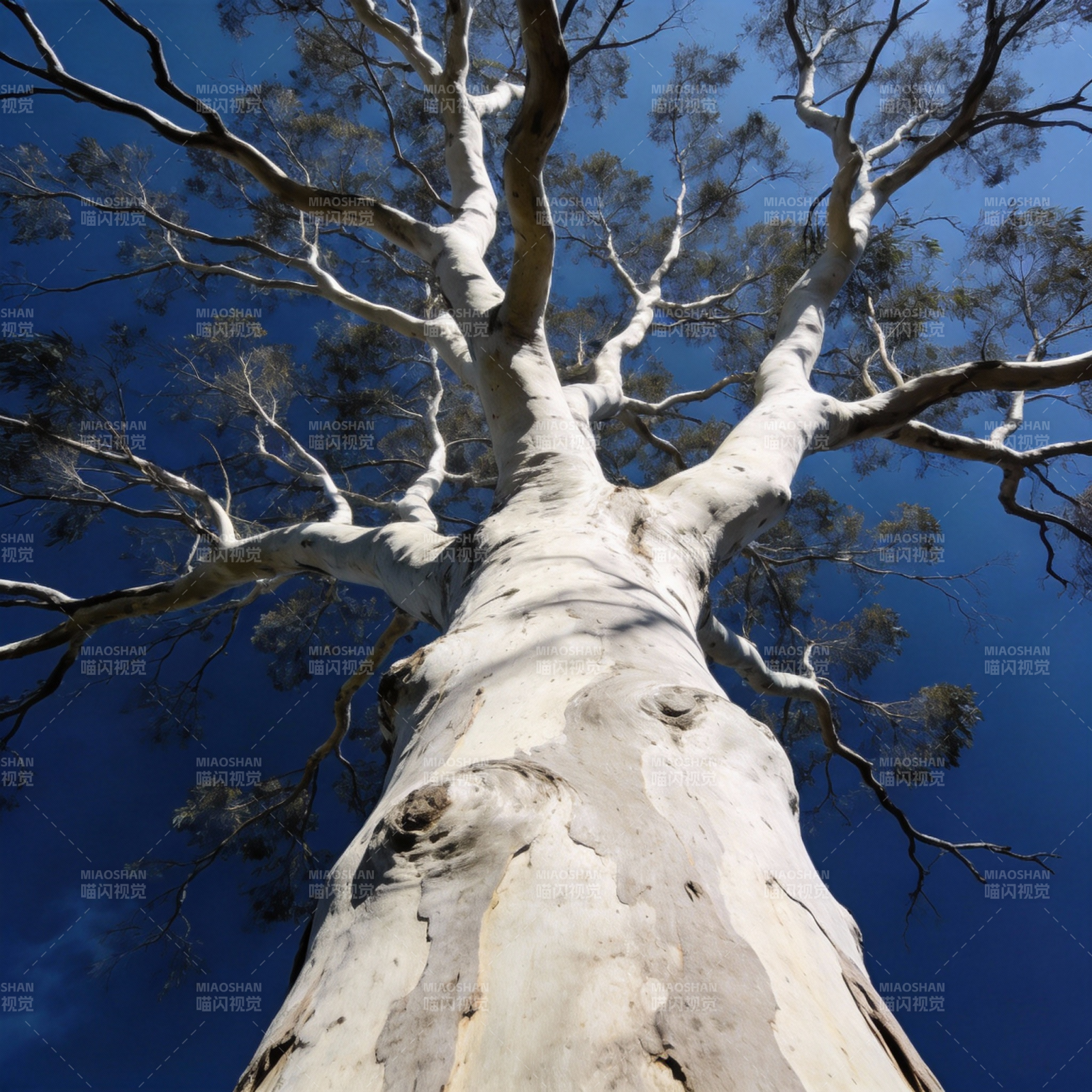 高耸的白皮树图片