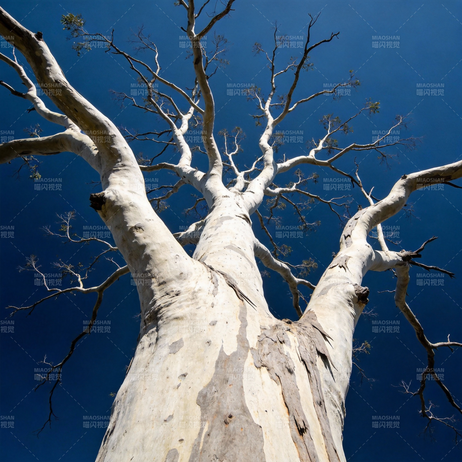 仰望苍穹古树图片