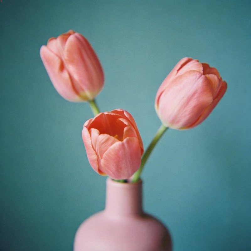 粉郁金香静谧绽放图片