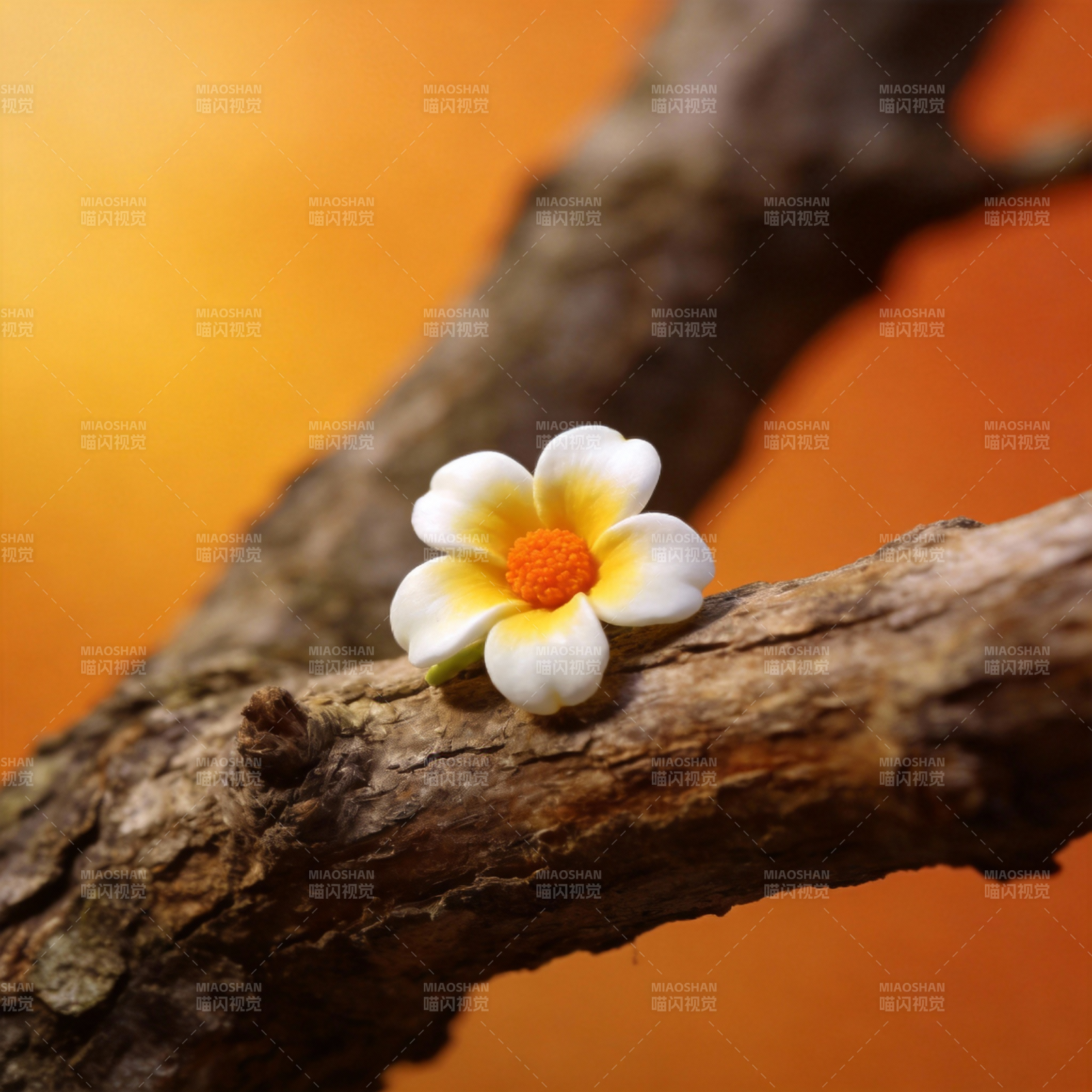 枝头小花绽放图片