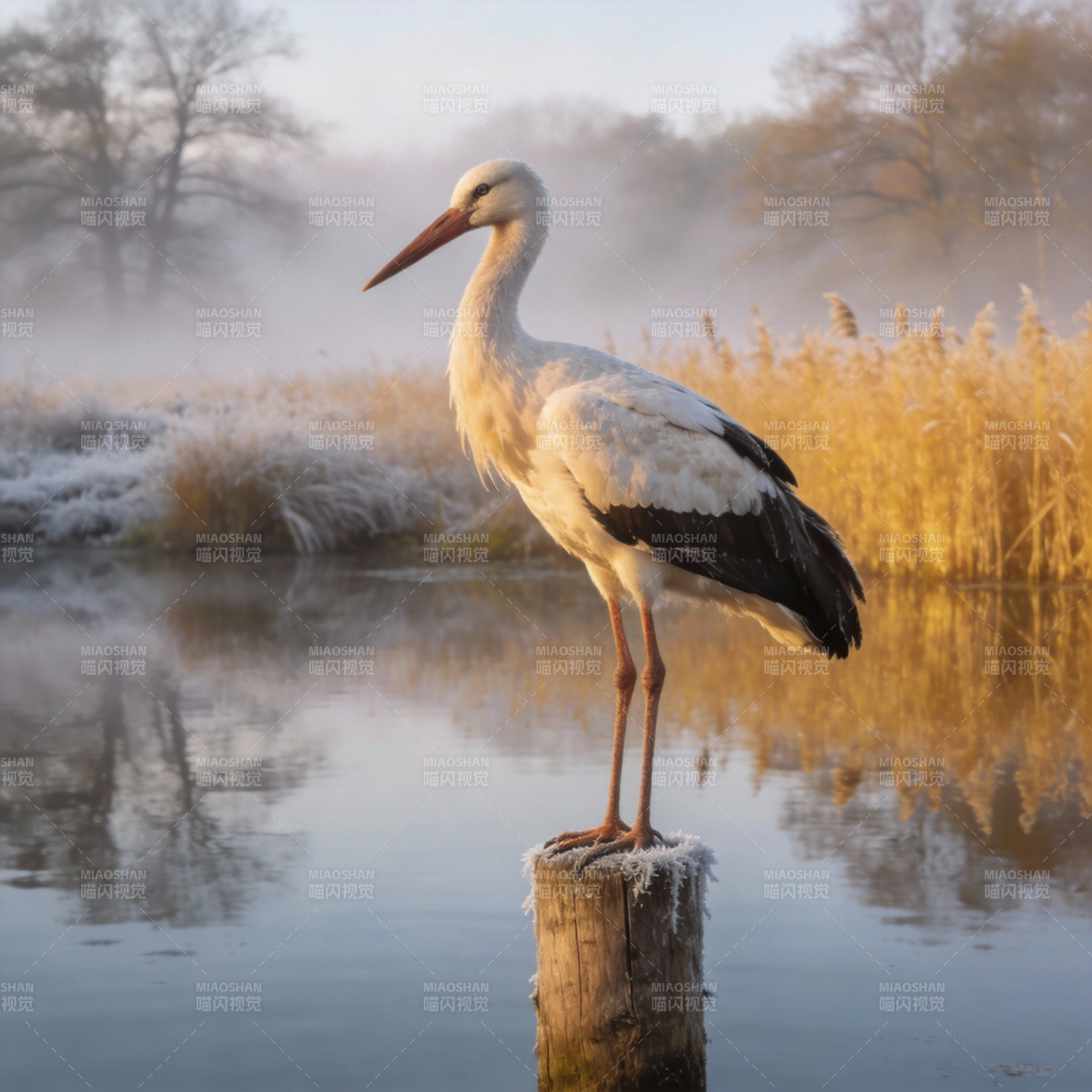 晨雾中的白鹳图片