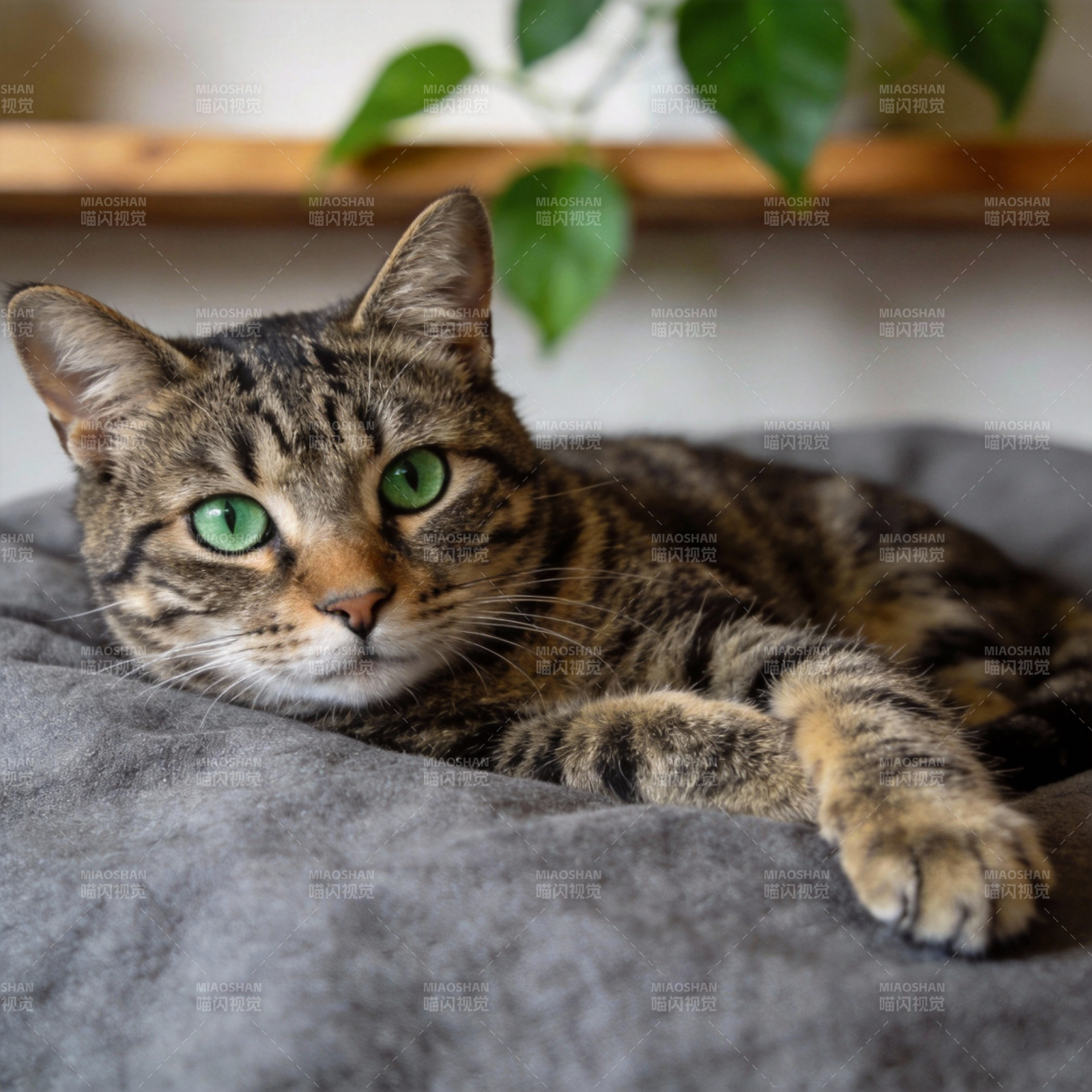 绿眼虎斑猫静卧图片