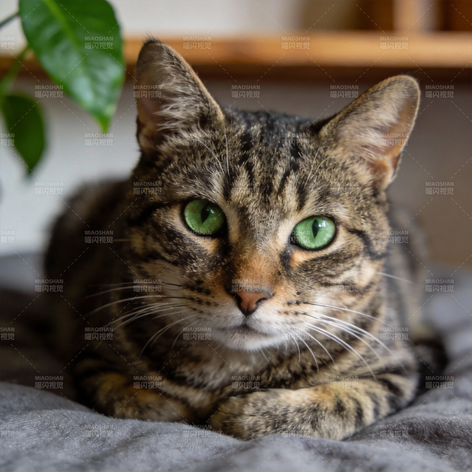 绿眼虎斑猫静卧图片