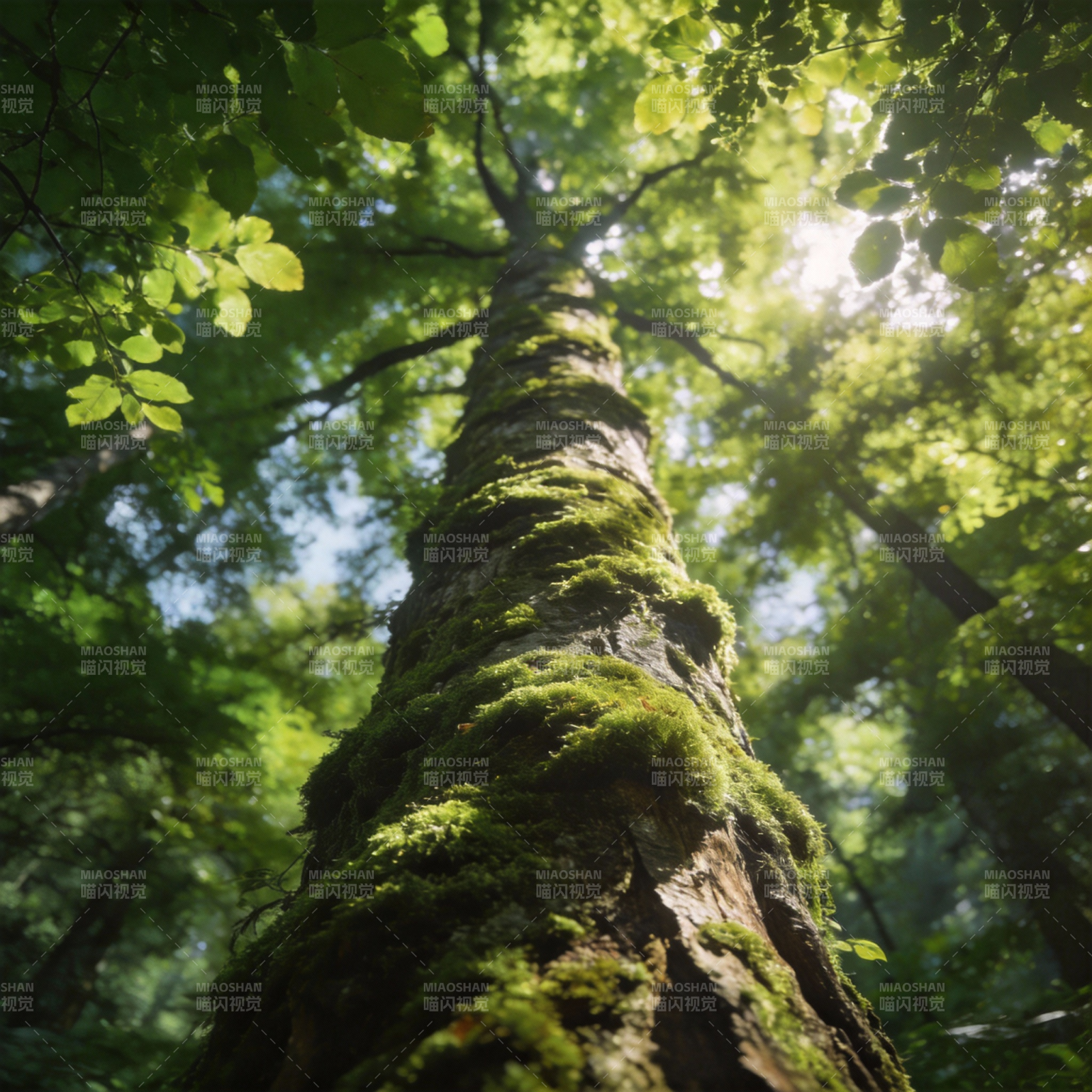 森林之巅的绿意图片