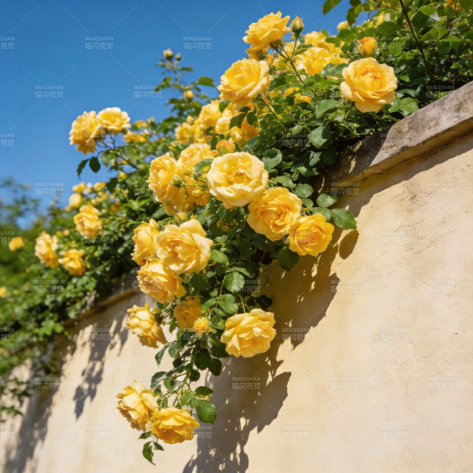 黄玫瑰墙边绽放图片