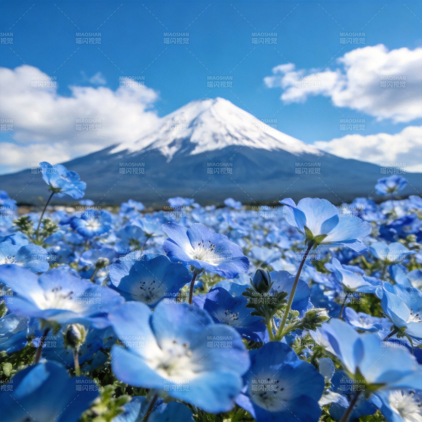 富士山下蓝花海图片