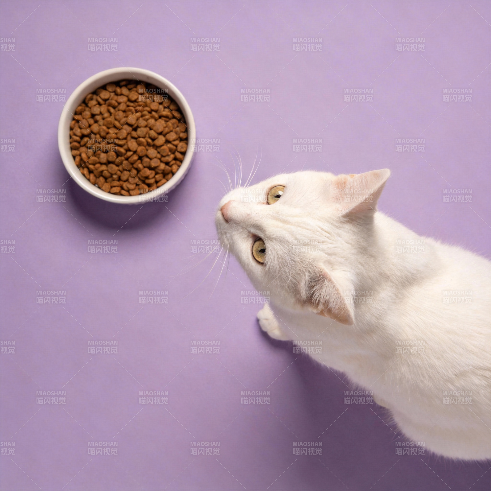 白猫望食盆图片