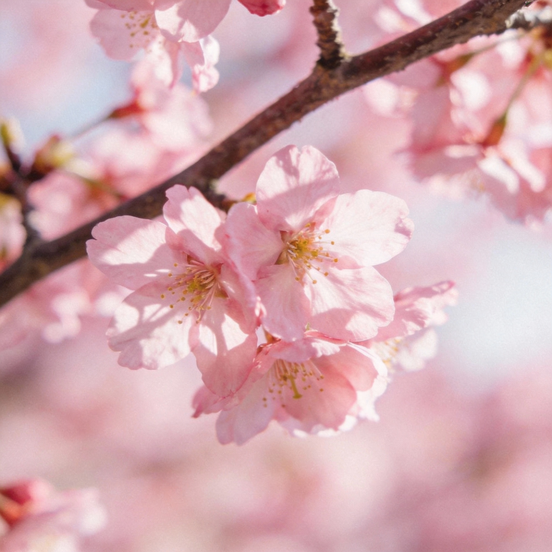 樱花绽放春意浓图片