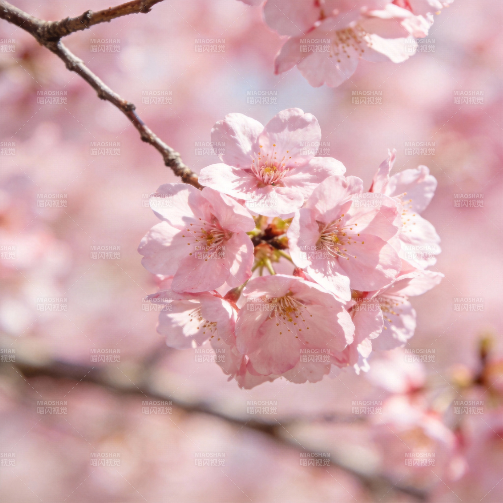 樱花绽放春意浓图片