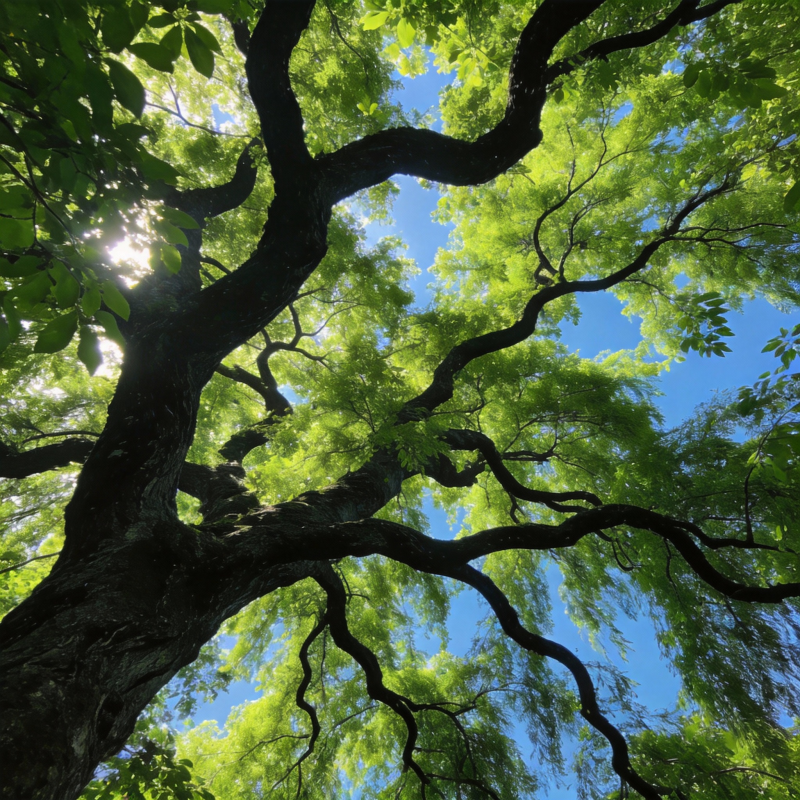 树冠遮天蔽日图片