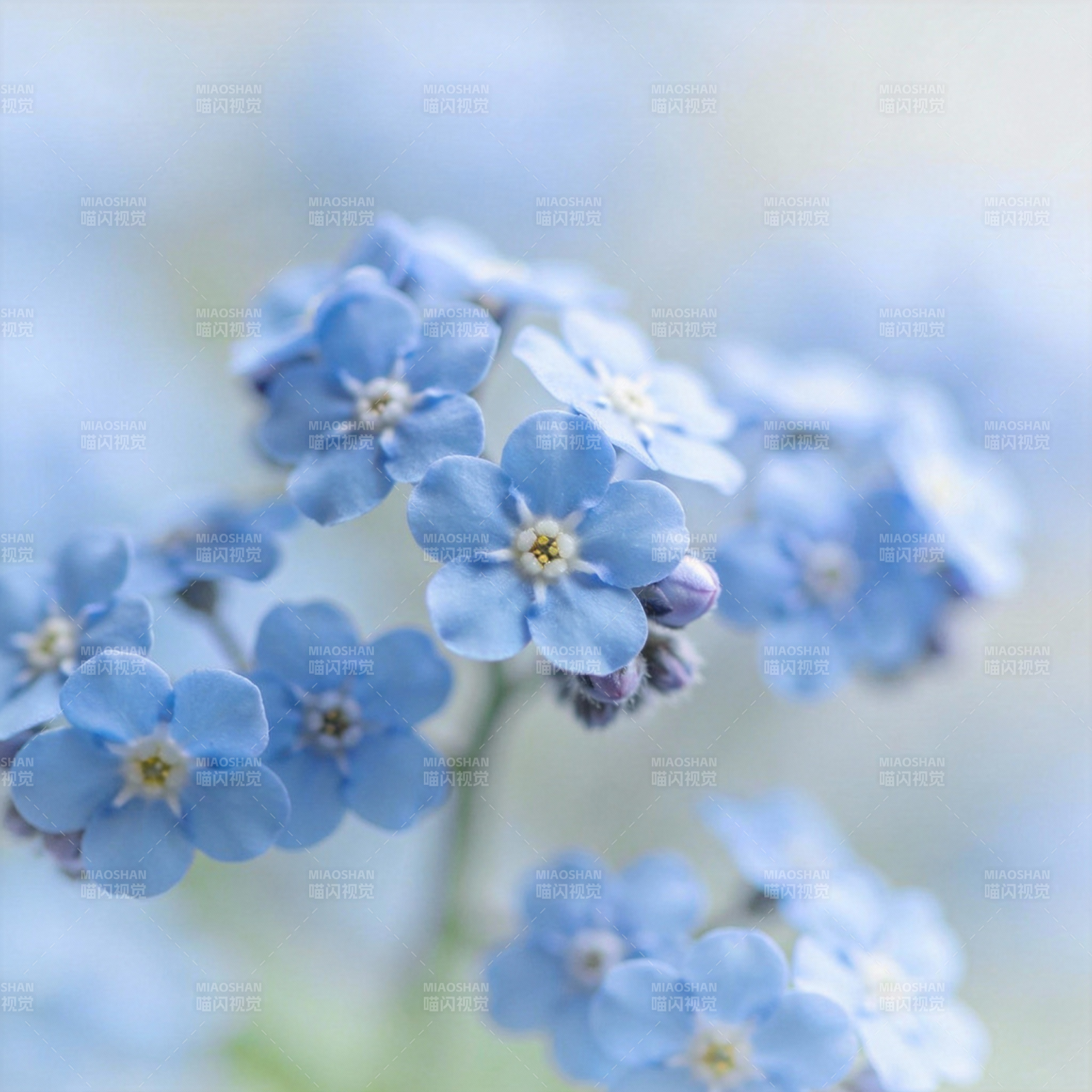 勿忘我花丛图片