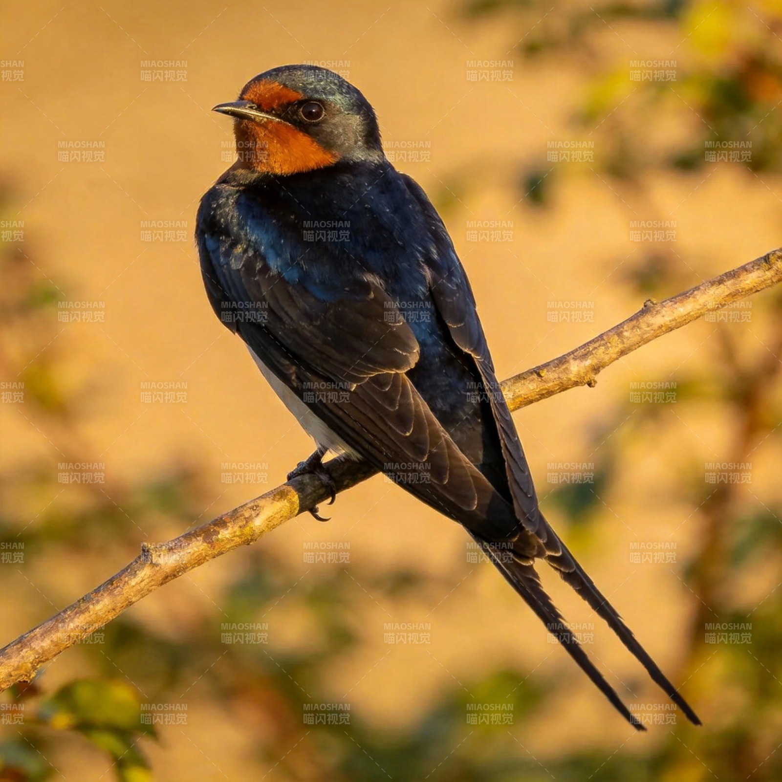 燕子栖枝头图片