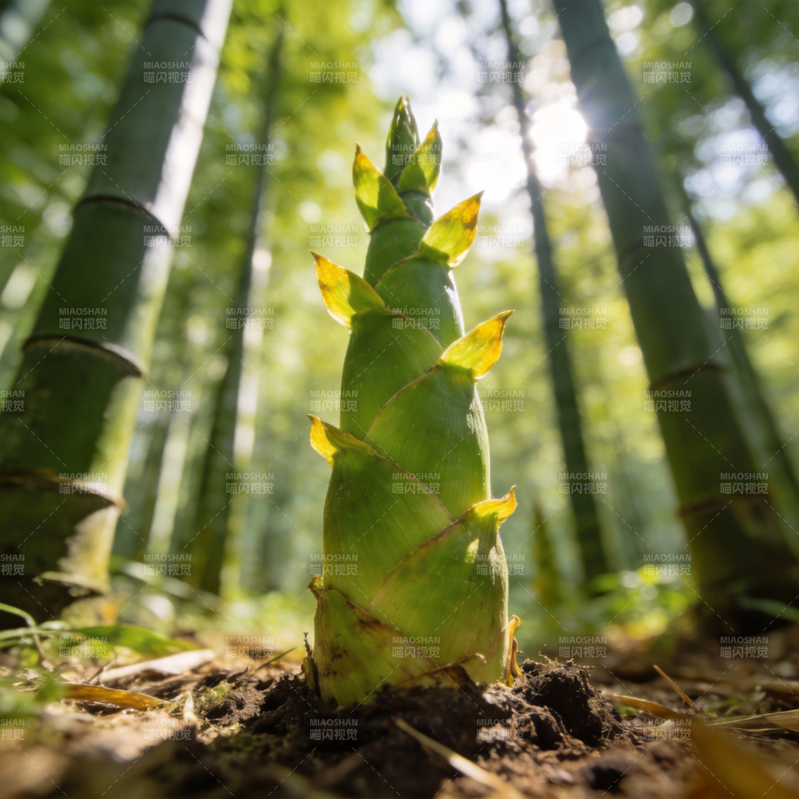 竹笋破土而出图片