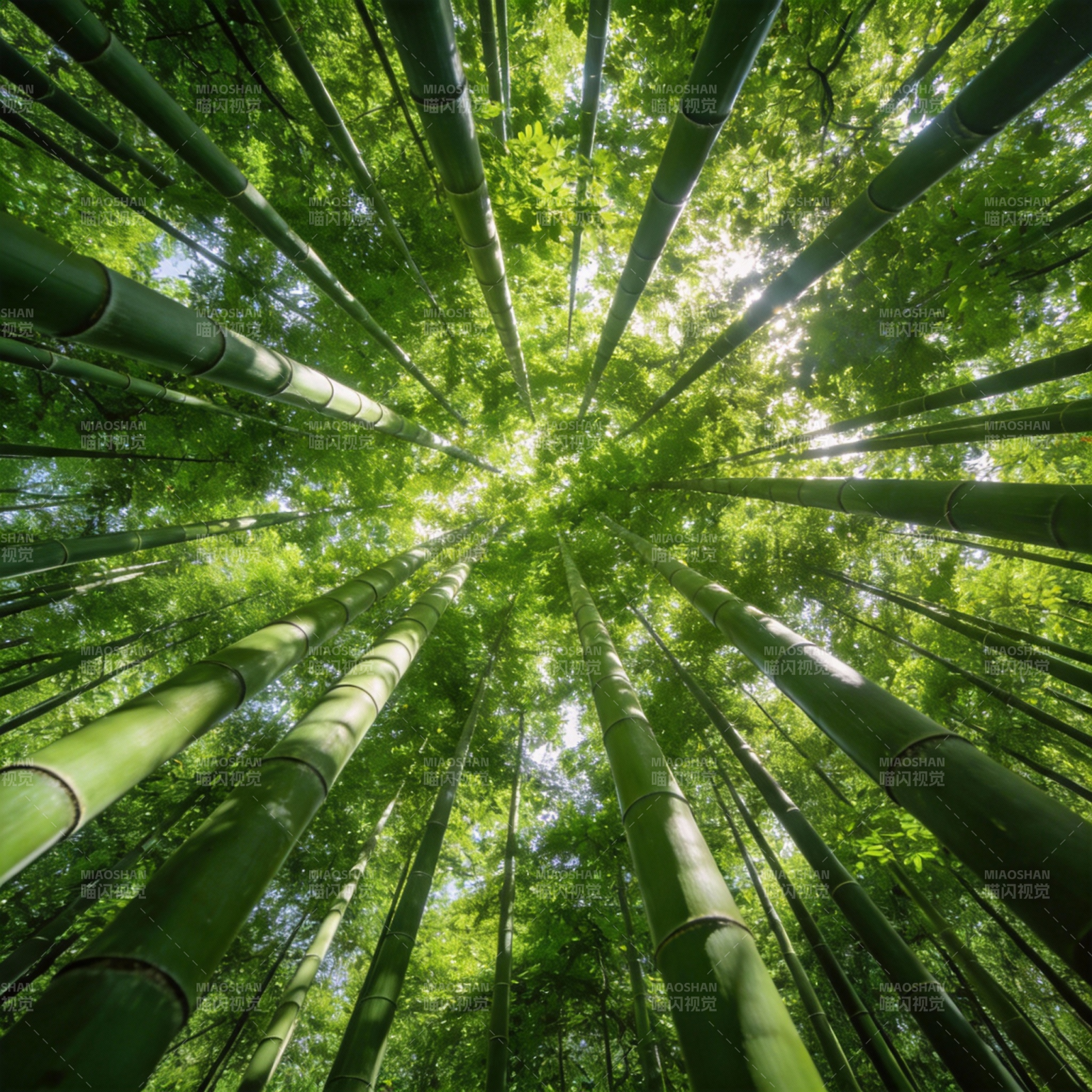 竹林仰望图片
