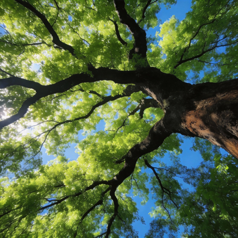 仰望大树绿荫图片