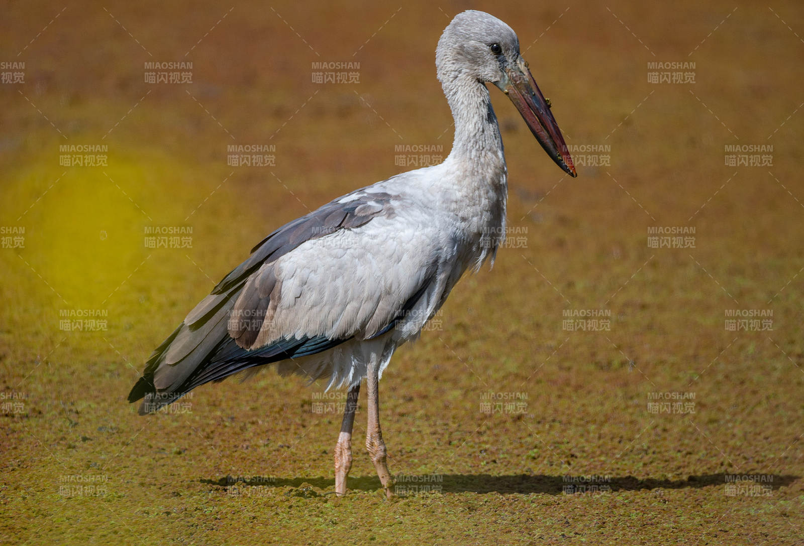 钳嘴鹳静立水边图片