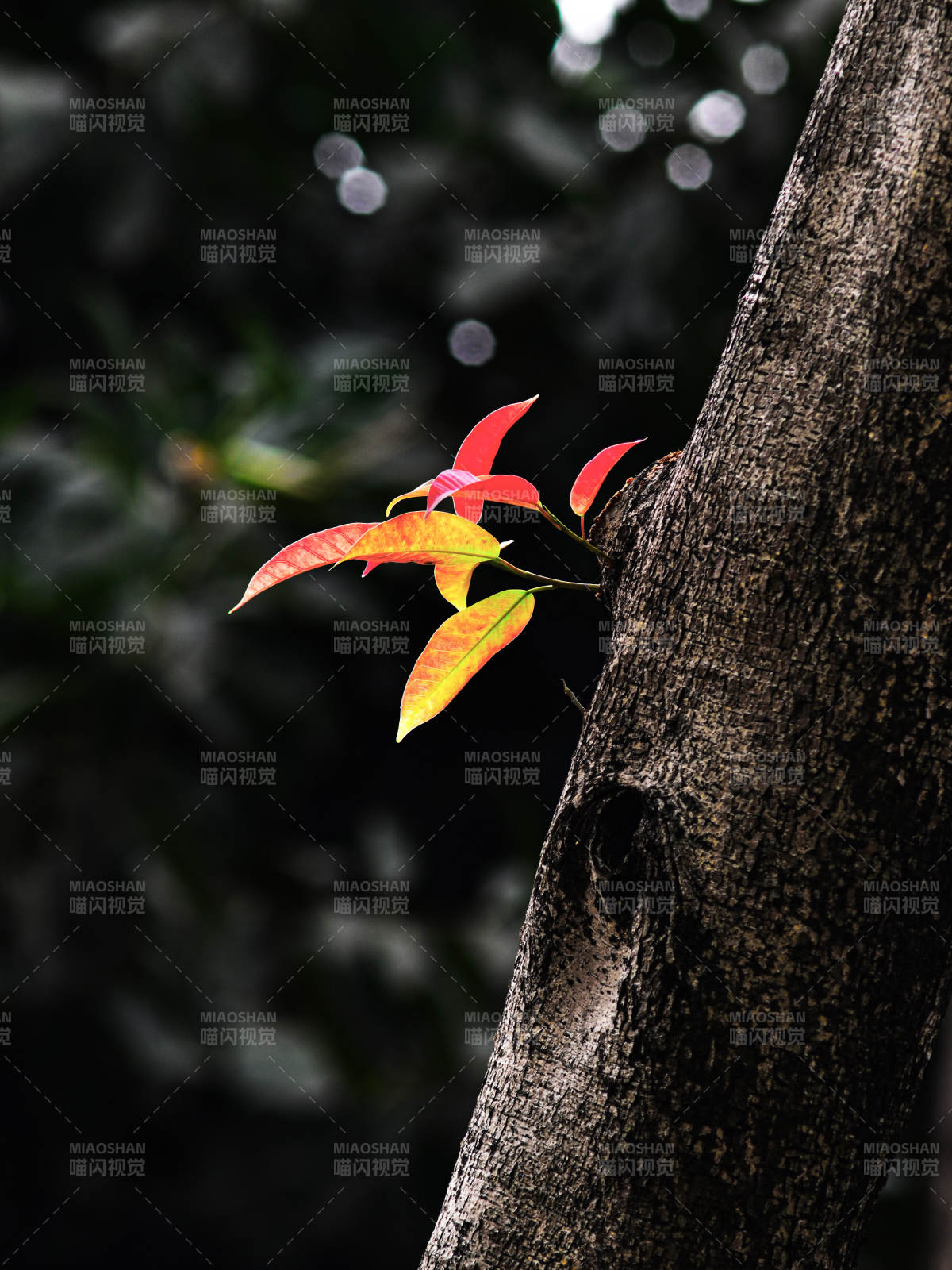 光影下的红叶特写图片